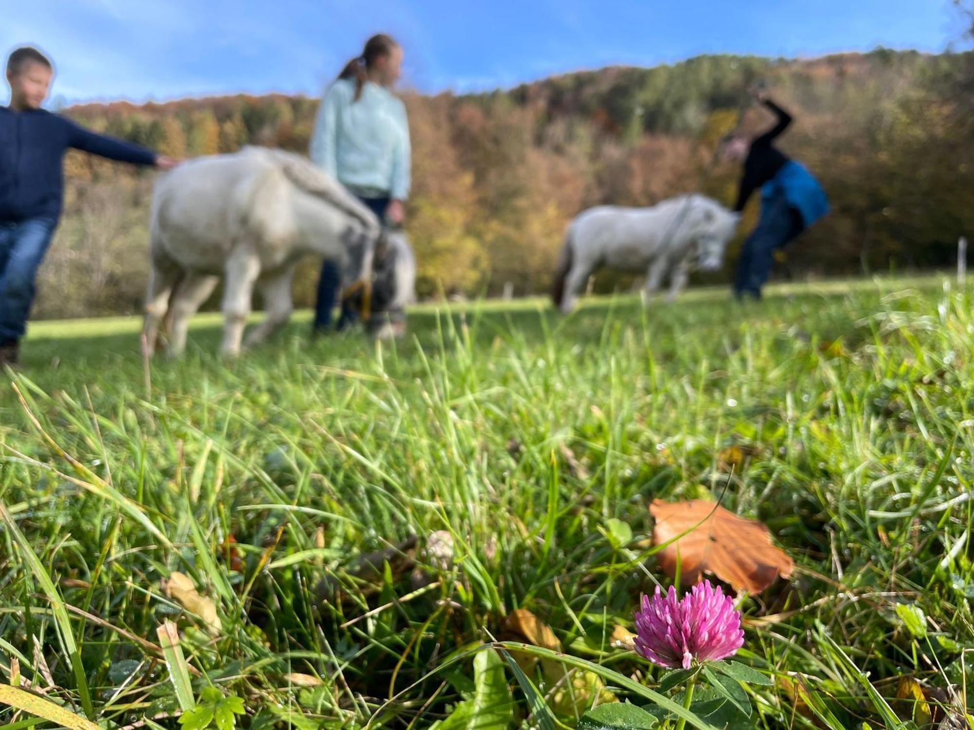 Buechlhof - App. Breitenstein Lilienfeld Buitenkant foto